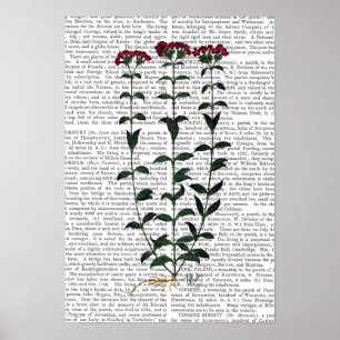 Poster Cravo Italiano