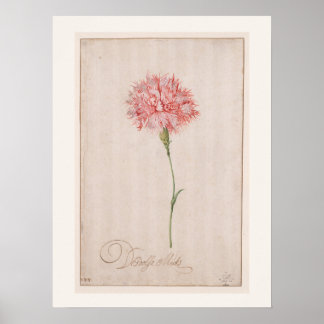 Poster Cravo Pink de van der Ast - Desenho Vintage
