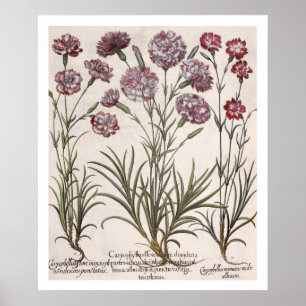 Pôster Cravos: majore do flore 1.Caryophyllus; 2. Caryop