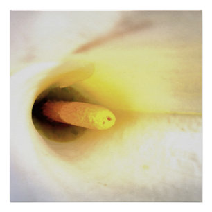 Pôster Cream White Calla Lily Feche a Abstrato Art