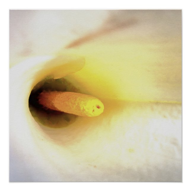 Pôster Cream White Calla Lily Feche a Abstrato Art (Frente)