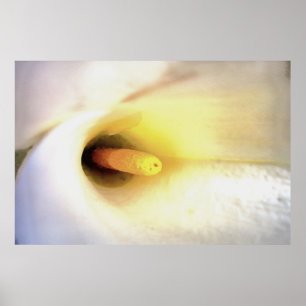 Poster Cream White Calla Lily Feche a Abstrato Art