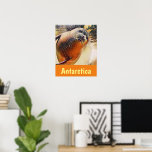 Poster Creative Wildlife Natando Seal Antártica Viagem<br><div class="desc">Este é um poster ao estilo viagem moderno que apresenta meu retrato criativo da vida selvagem de uma adorável foca nadando debaixo d'água nas águas frágeis do mar antártico. A palavra Antártica está em um banner de laranja correspondente na parte inferior em uma fonte de diversão amarela. muitas espécies de...</div>