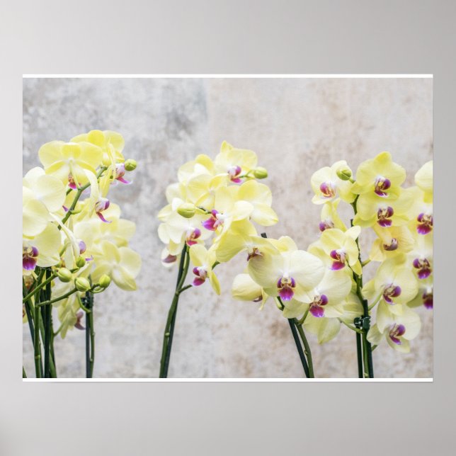 Poster Creme Romântico Elegante e Orquídeas Liláticas (Frente)