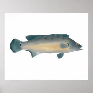 Poster Crenicichla Vittata