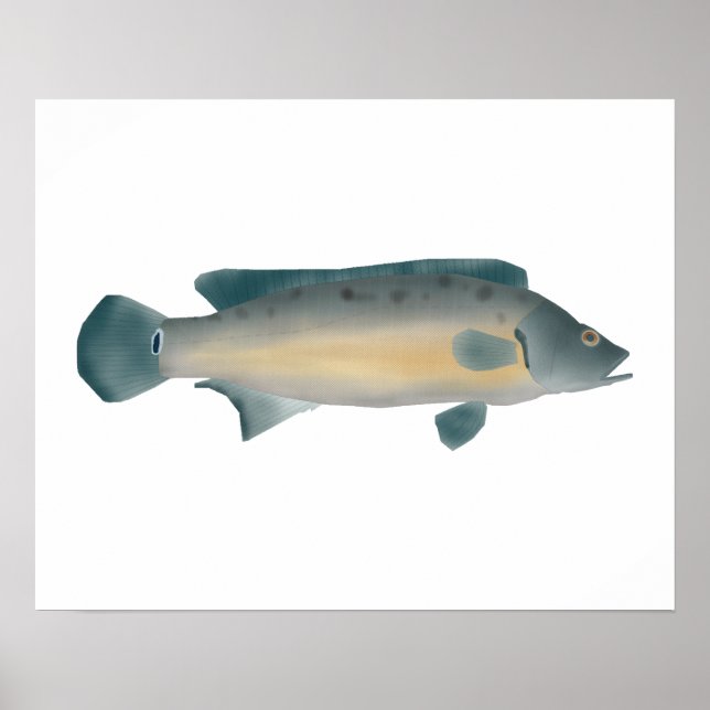 Poster Crenicichla Vittata (Frente)