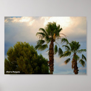 Poster Crepúsculo de Palma Tropical