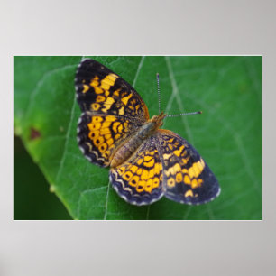 Poster crescente da borboleta da pérola