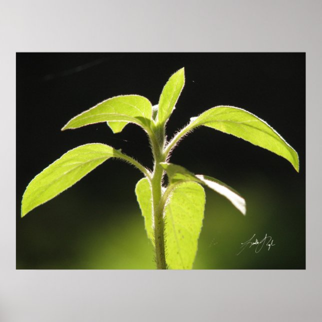 Pôster Crescimento (Frente)