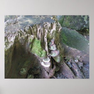 Poster Crescimento em jardins de Limahuli