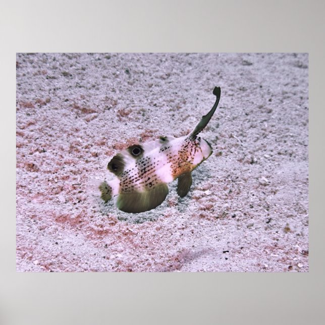 Poster Crested Blenny (Frente)