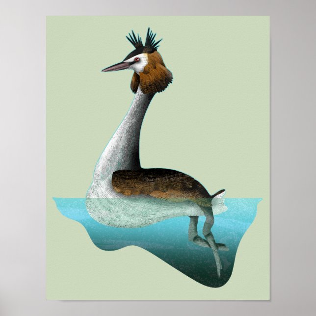 Poster Crested Grebe (Frente)