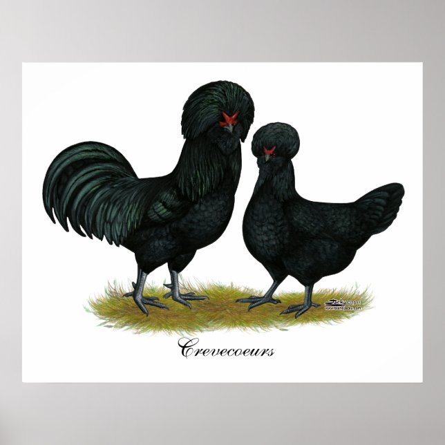 Poster Crevecoeur Chickens (Frente)