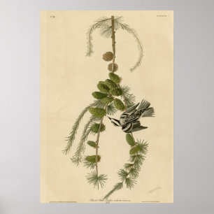 Poster Criador Preto e Branco