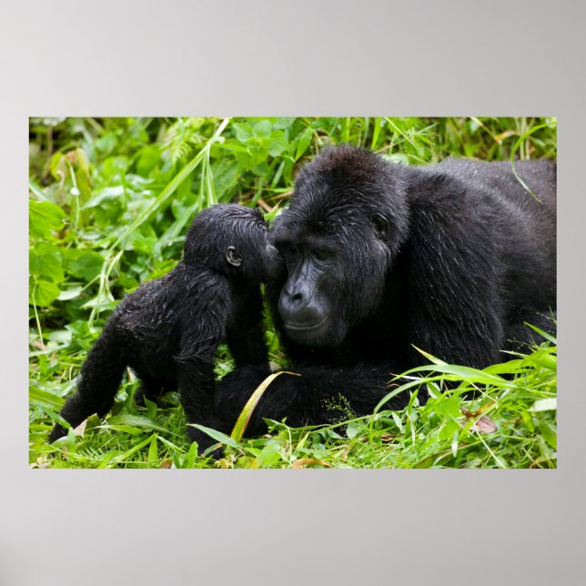 Poster Criança Montanha Gorilla Kisses Silverback Gorilla (Frente)