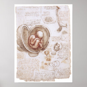 Pôster Criança no ventre, Leonardo da Vinci