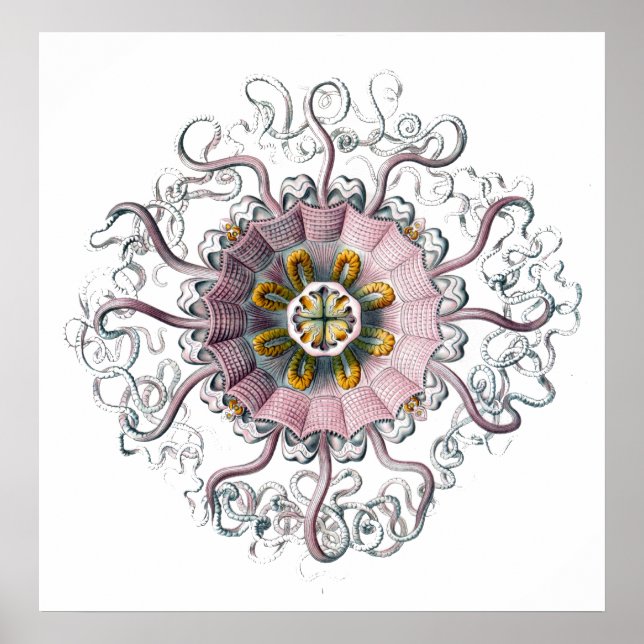 Pôster Criatura Não Confirmada (Frente)