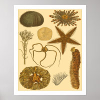 Criaturas do Mar Subaquático