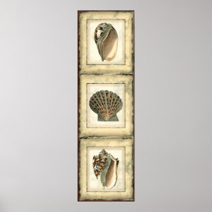 Pôster Criaturas marítimas da costa