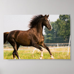 Poster Crie a Foto do Seu Próprio Cavalo de Estimação Per