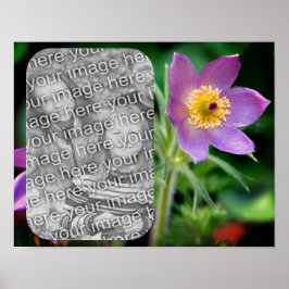 Poster Crie a sua própria imagem de flower Pasque