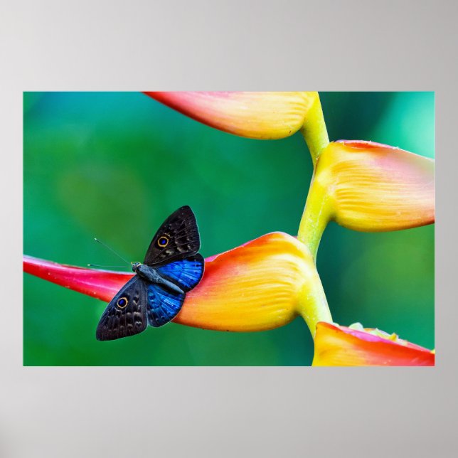 Poster Crie seu próprio modelo personalizado de foto (Frente)