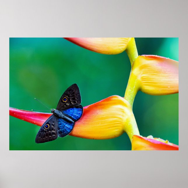 Poster Crie seu próprio modelo personalizado de foto (Frente)