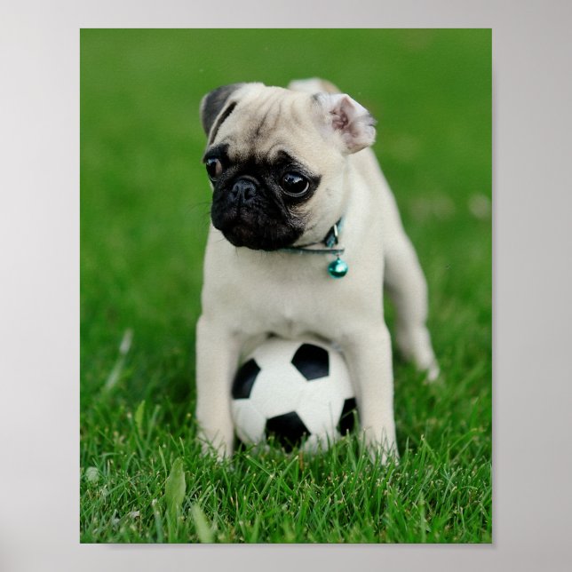 Poster Crie Sua Própria Foto Personalizada de Animal de E (Frente)