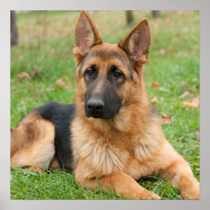 Poster Crie Sua Própria Foto Personalizada de Animal de E