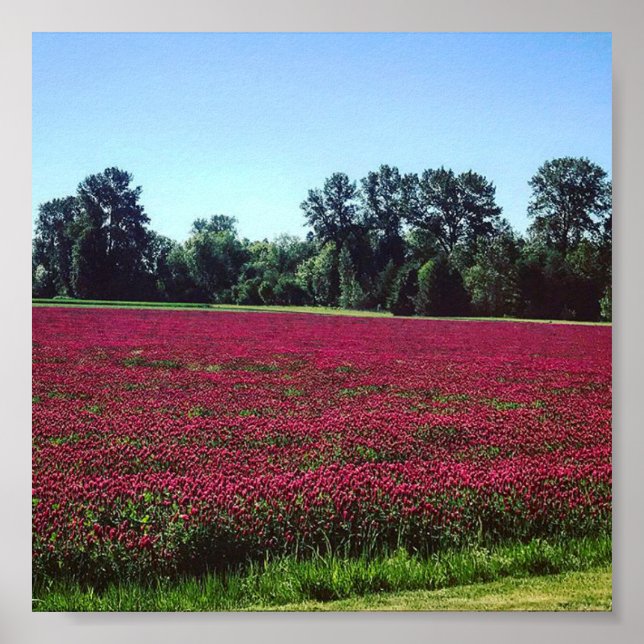 Poster Crimson Clover Field (Frente)