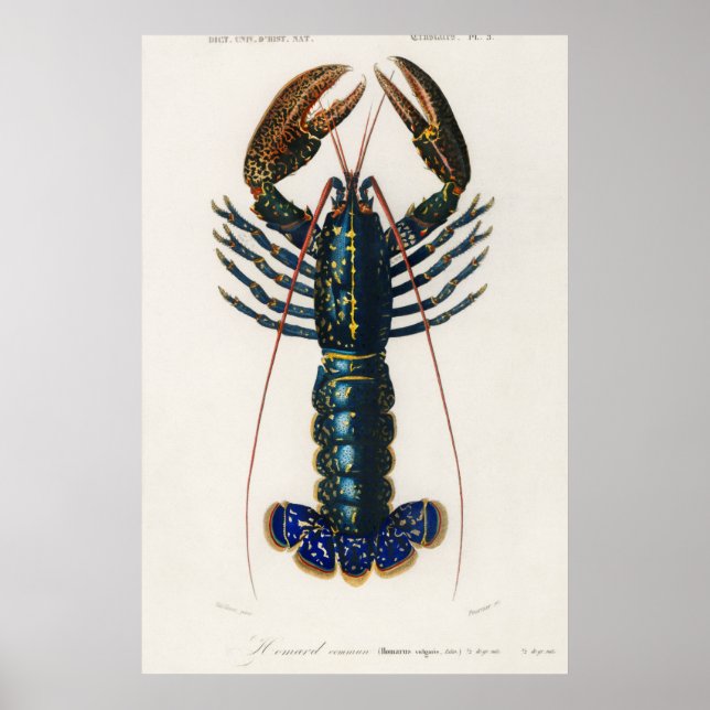 Poster Crimson Crawfish (Frente)