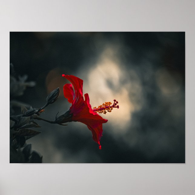 Poster 🌹 Crimson Glow in the Dusk ✨ (Frente)