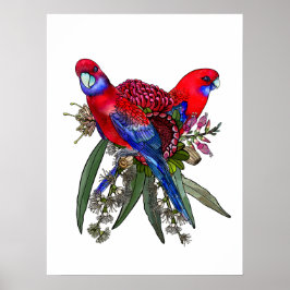 Poster Crimson Rosella e Buquê de flor selvagem australia