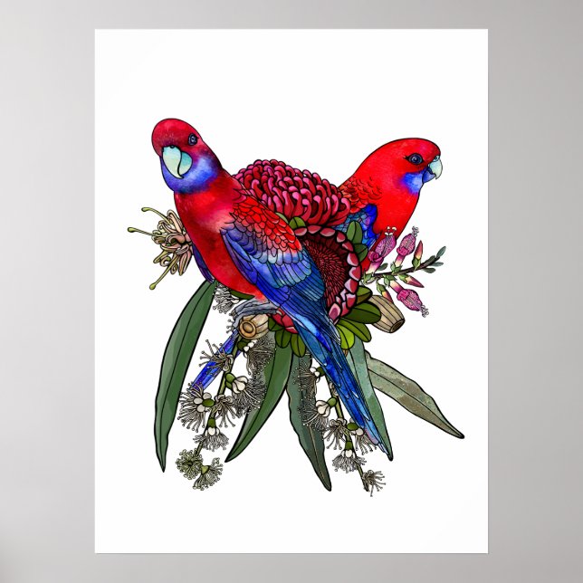 Poster Crimson Rosella e Buquê de flor selvagem australia (Frente)