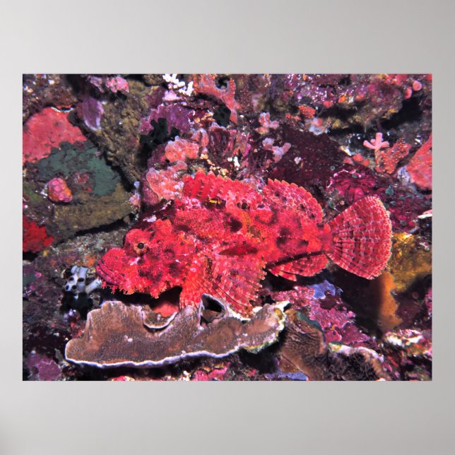 Poster Crimson Scorpionfish (Frente)