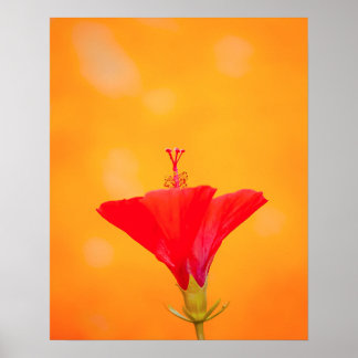 Poster Crimson Serenity