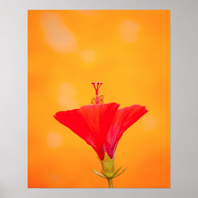 Poster Crimson Serenity (Frente)