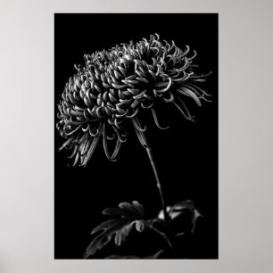Poster Crisântemo