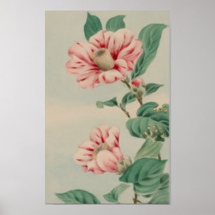 POSTER CRISÂNTEMO BOTÂNICO FLORAL VINTAGE