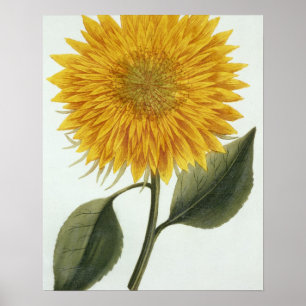 Poster Crisântemo Indicum 'de Pythanthoza Iconograph