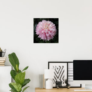 Poster Crisântemo Rosa em Flor Fotografia Floral