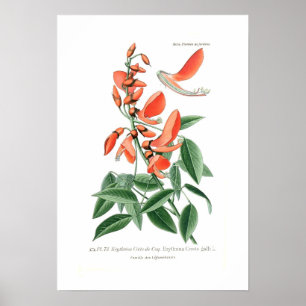 Pôster Crista-galli de Erythrina