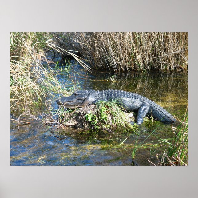 Poster Croc (Frente)