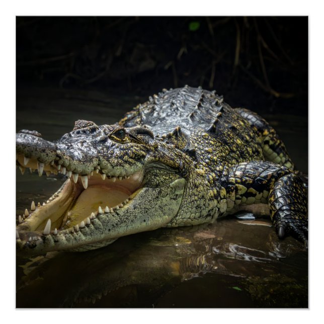 Pôster Crocodilo (Frente)