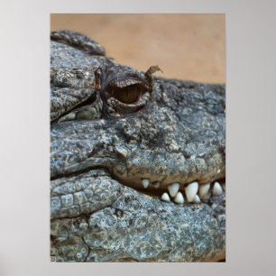 Pôster Crocodilo