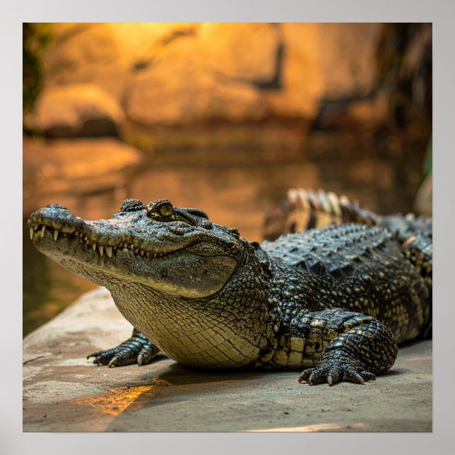 Poster Crocodilo (Frente)
