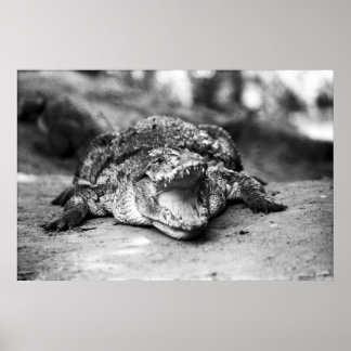 Poster Crocodilo