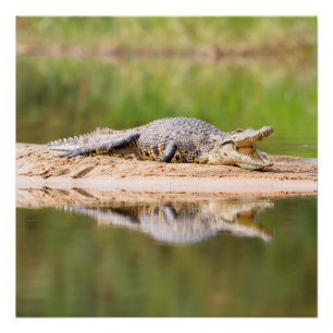 Pôster Crocodilo
