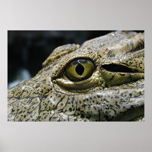 Poster Crocodilo (Frente)