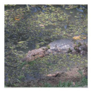 Pôster Crocodilo Bebê na América do Sul